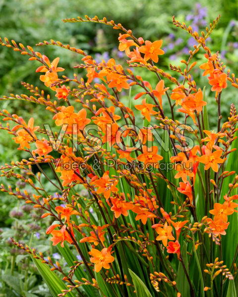 Crocosmia Peach Melba