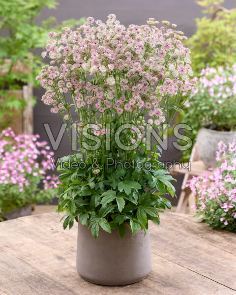 Astrantia major Lola Astrantia major Lola