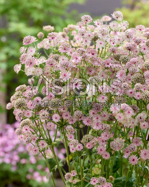 Astrantia major Lola