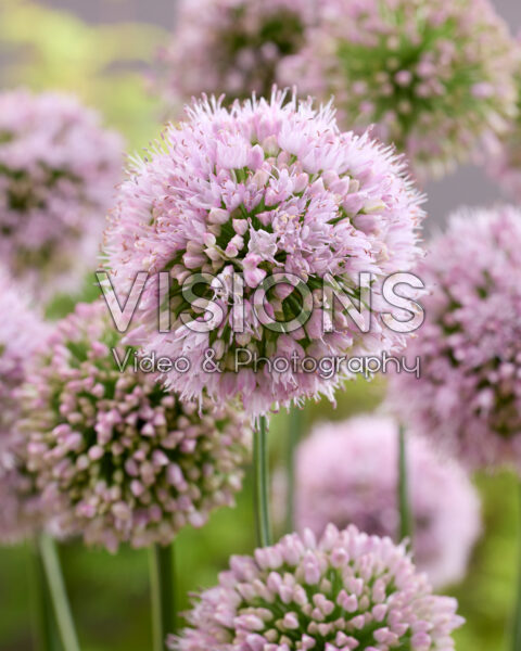 Allium Bubble Bath