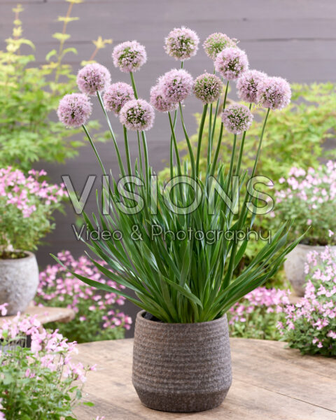 Allium Bubble Bath Allium Bubble Bath