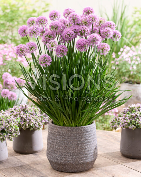 Allium Millenium Allium Millenium