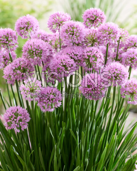 Allium Millenium Allium Millenium