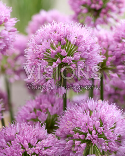Allium Millenium