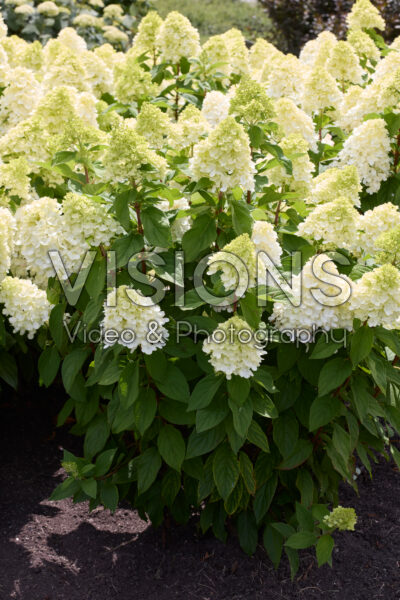 Hydrangea paniculata Bloody Marie