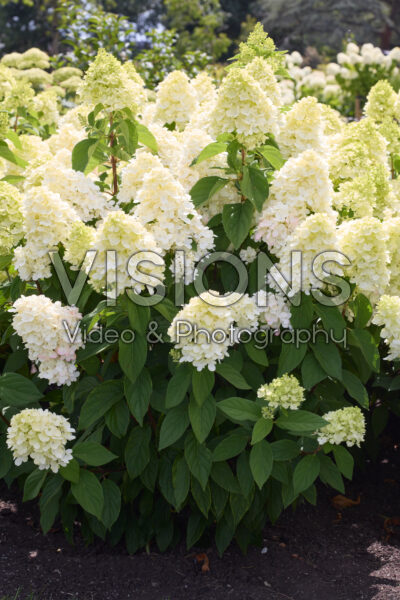 Hydrangea paniculata Bloody Marie