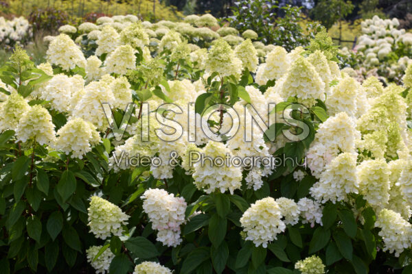 Hydrangea paniculata Bloody Marie Hydrangea paniculata Bloody Marie