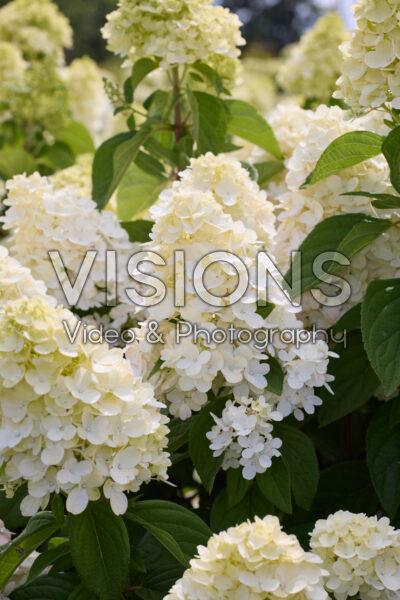 Hydrangea paniculata Bloody Marie Hydrangea paniculata Bloody Marie