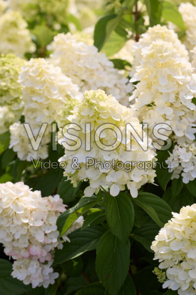 Hydrangea paniculata Bloody Marie