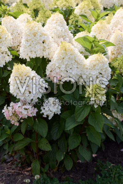 Hydrangea paniculata Living Red VelvetĀ® Hydrangea paniculata Living Red VelvetĀ®