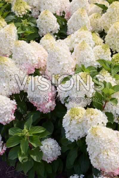 Hydrangea paniculata Living Red Velvet®