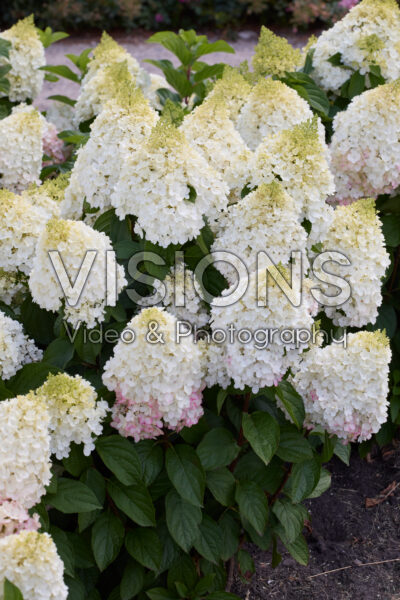 Hydrangea paniculata Living Red VelvetĀ® Hydrangea paniculata Living Red VelvetĀ®