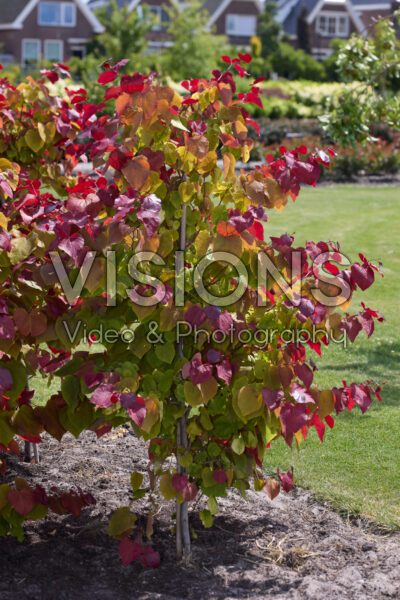 Cercis canadensis Eternal Flame Cercis canadensis Eternal Flame