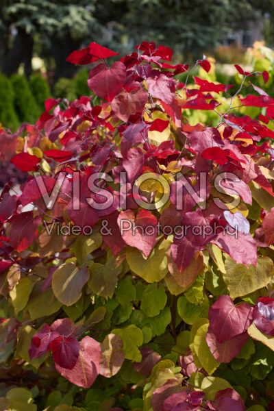 Cercis canadensis Eternal Flame Cercis canadensis Eternal Flame