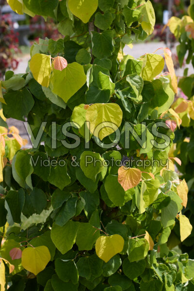 Cercis canadensis The Rising Sun Cercis canadensis The Rising Sun