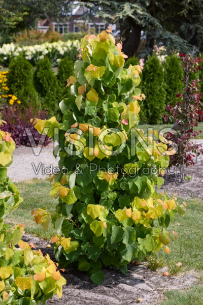 Cercis canadensis The Rising Sun