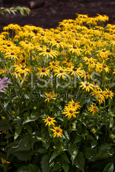 Rudbeckia fulgida Goldsturm Rudbeckia fulgida Goldsturm