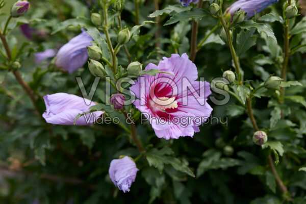 Hibiscus syriacus Little Legends Pink