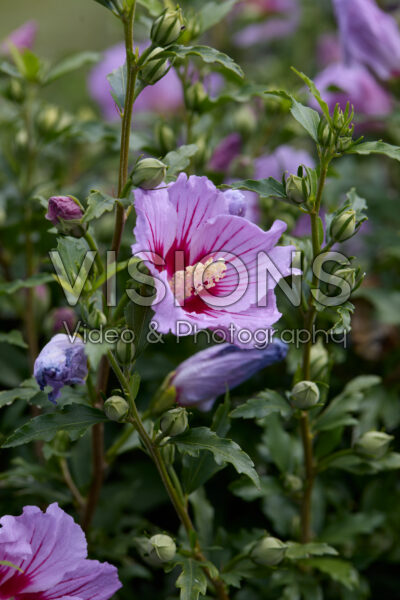 Hibiscus syriacus Little Legends Pink