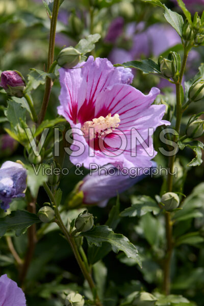 Hibiscus syriacus Little Legends Pink Hibiscus syriacus Little Legends Pink