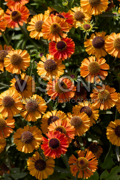 Helenium Short and Sassy Helenium Short and Sassy