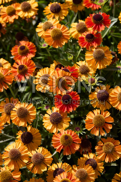 Helenium Short and Sassy
