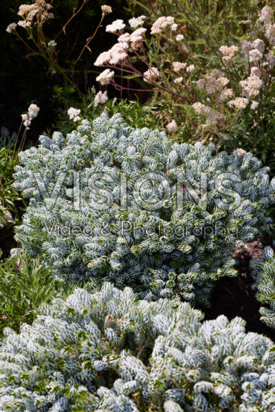 Abies koreana Kohout's Icebreaker Abies koreana Kohout's Icebreaker