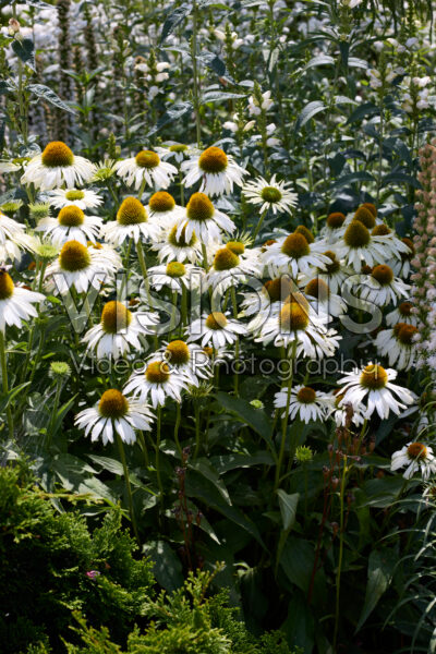 Echinacea Echinacea