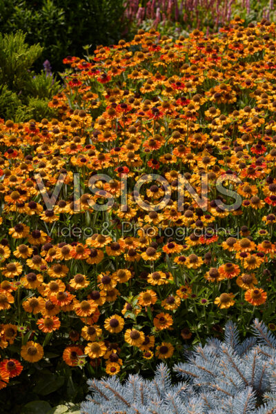 Helenium Short and Sassy