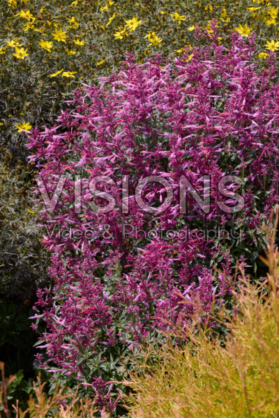 Agastache Rosie Posie Agastache Rosie Posie