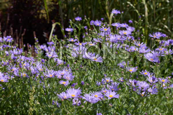 Aster x frikartii Mönch Aster x frikartii Mönch