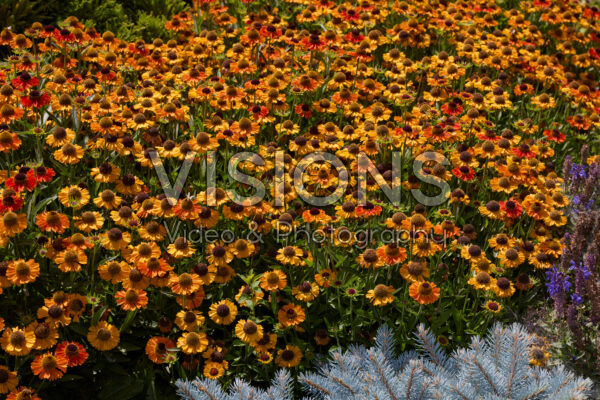 Helenium Short and Sassy