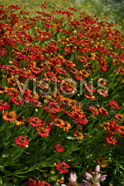 Helenium Helenium