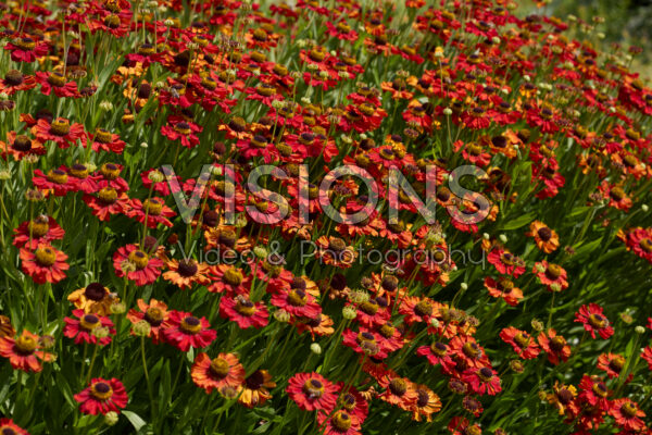 Helenium Helenium