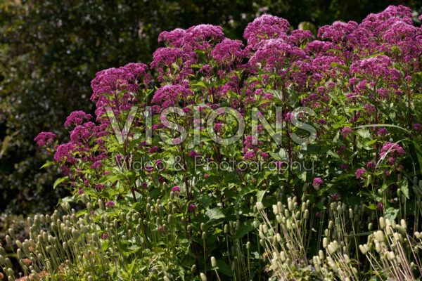 Eupatorium Eupatorium