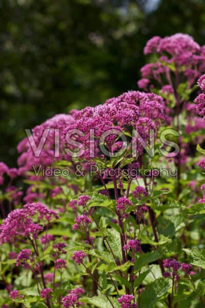 Eupatorium