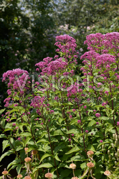 Eupatorium