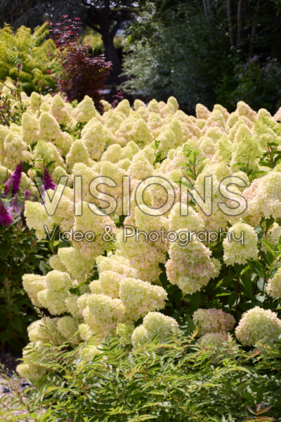 Hydrangea paniculata Redlight Hydrangea paniculata Redlight