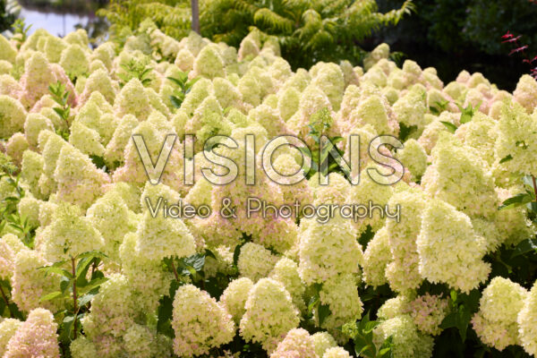 Hydrangea paniculata Redlight