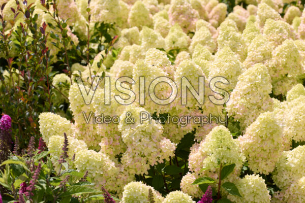 Hydrangea paniculata Redlight
