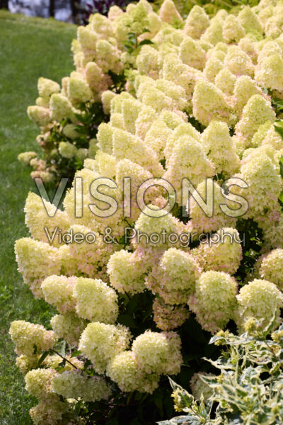 Hydrangea paniculata Redlight