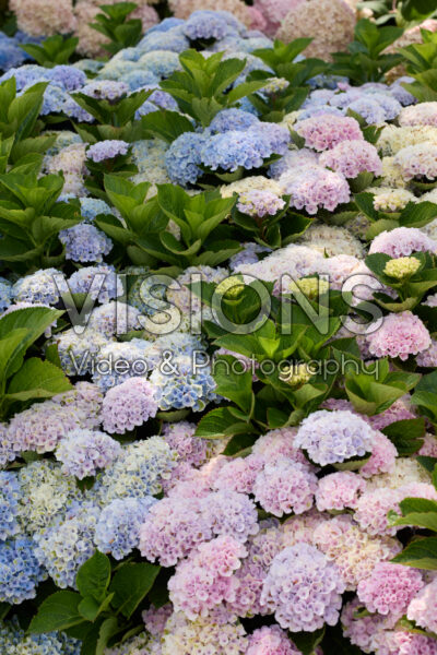 Hydrangea
