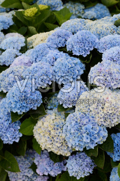 Hydrangea Hydrangea