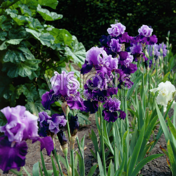 Iris Bluebird Wine