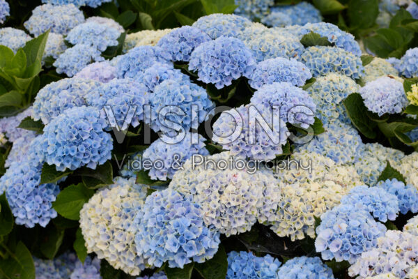 Hydrangea
