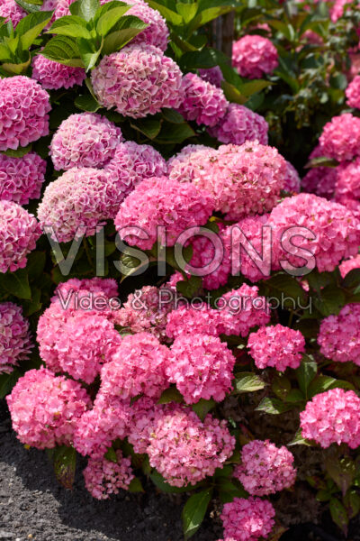 Hydrangea Hydrangea