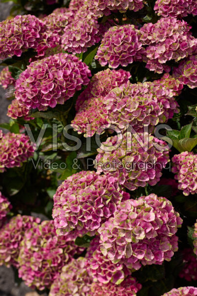 Hydrangea