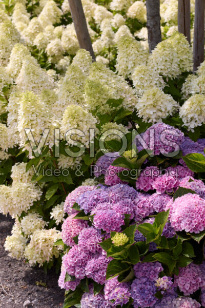 Hydrangea paniculata Magical Monte Nova