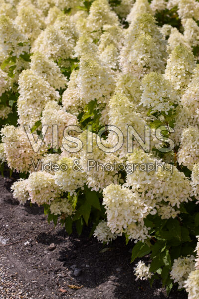 Hydrangea paniculata Magical Monte Nova