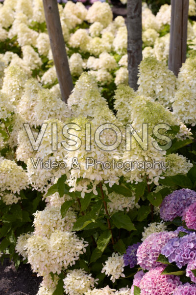 Hydrangea paniculata Magical Monte Nova Hydrangea paniculata Magical Monte Nova